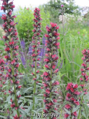 Echium russicum