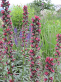 Echium russicum