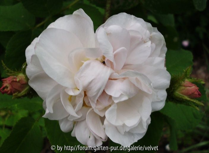 Comtesse de Murinais
