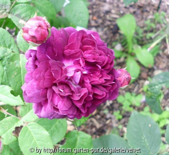 Duc de Richelieu