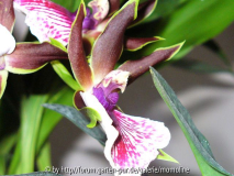 Orchidee