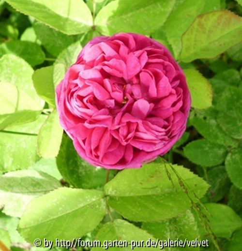 Rose de Resht
