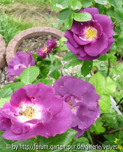 Rhapsody in Blue