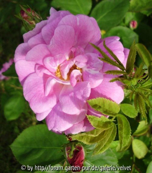 Nordlandrose
