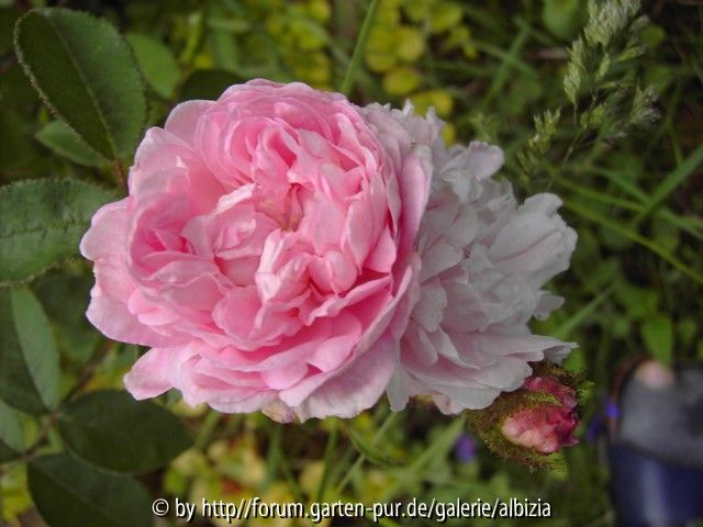 Moosrose unbekannt