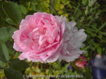 Moosrose unbekannt
