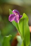 Roscoea
