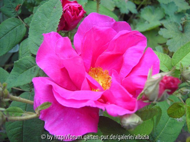 Rosa gallica officinalis