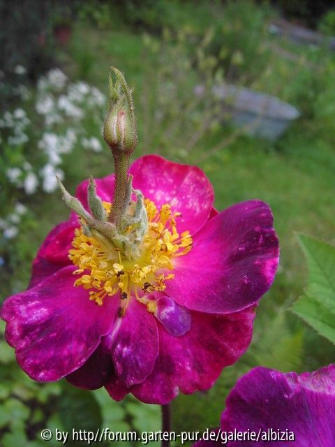 Blütenblüte!!