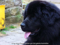 Balu,Neufundländer