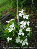 Cornus kousa Girard's Nana June 2013