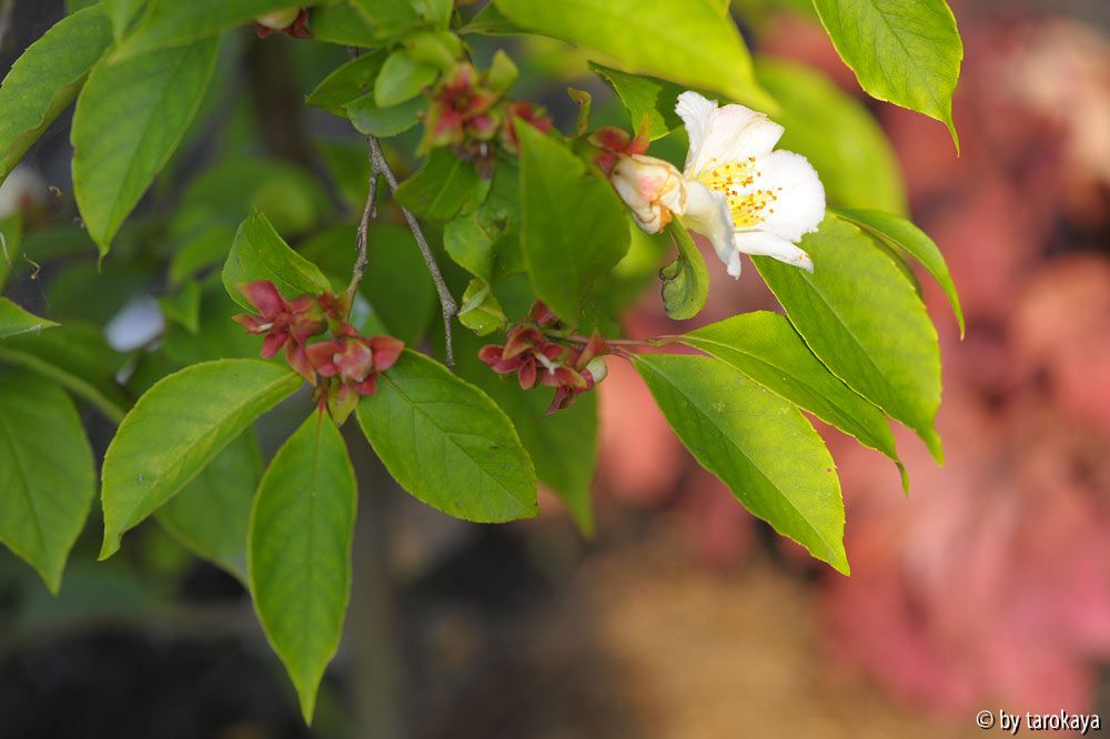 stewartia rostrata2