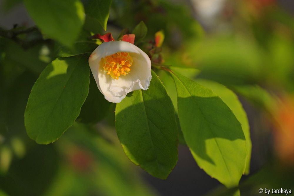 stewartia rostrata blüte