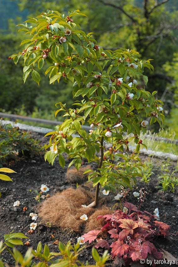 stewartia rostrata