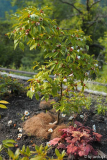 stewartia rostrata
