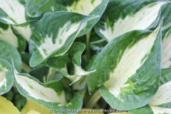 Hosta 'Revolution'