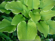 Hosta Lakeside 'Cha Cha' Juni 2013