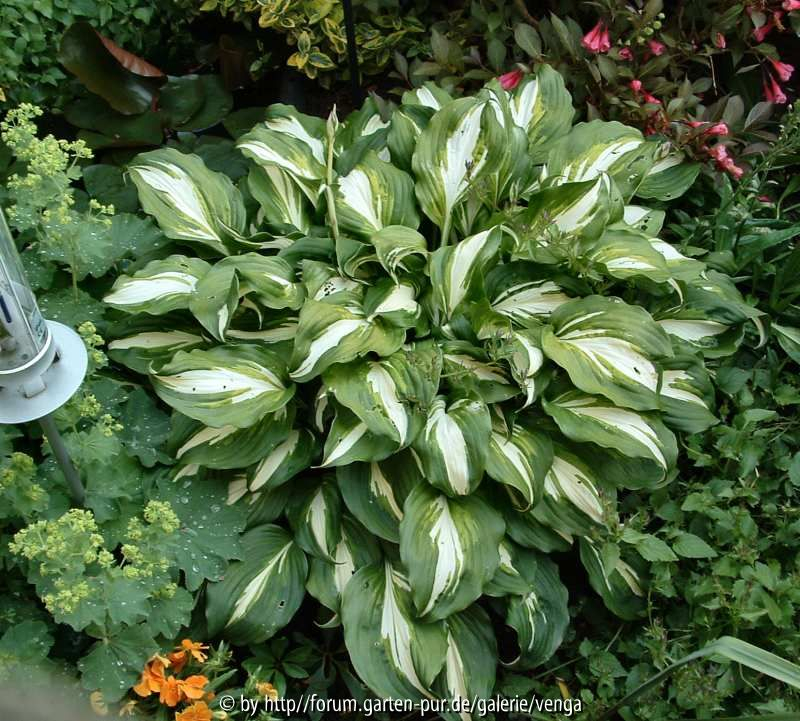 Hosta undulata