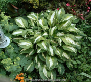 hosta-alt.jpg