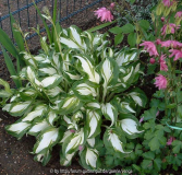 Hosta undulata