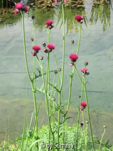 geliebtes Cirsium