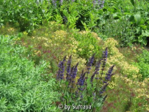 im  Euphorbia Meer