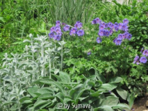 Stachys, Stachys, Geranium