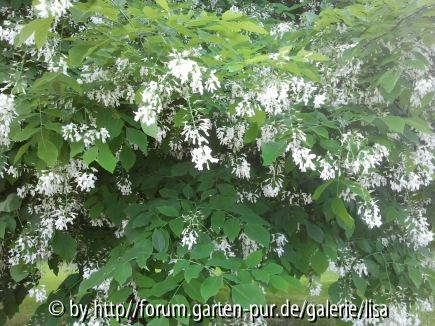 welcher baum