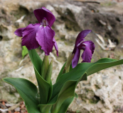 Roscoea humeana