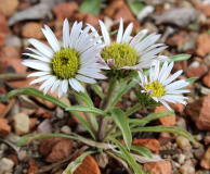 Townsendia grandiflora