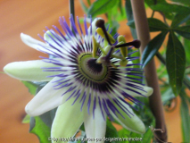 Passiflora caerulea