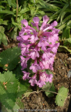 Stachys grandiflora 'Superba'