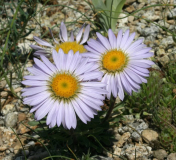 Townsendia parryi
