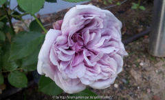 Rose Anke 6 2013