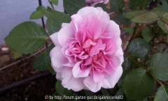Rose Anke innen dunkel