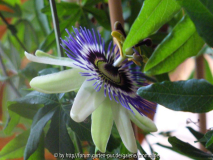 Passiflora caerulea 2