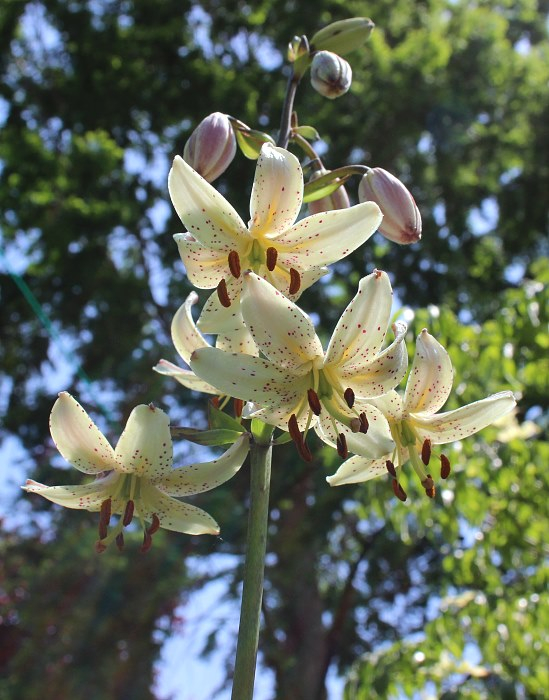 Lilium martagon var. albiflorum