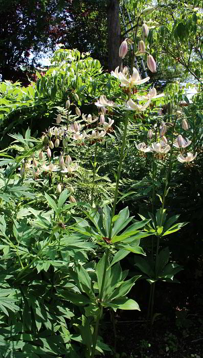 Lilium martagon var. albiflorum