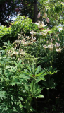 Lilium martagon var. albiflorum