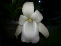 Angraecum magdalenae