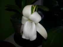 Angraecum magdalenae