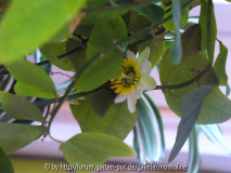 Passiflora biflora