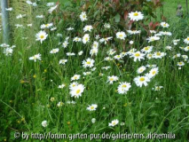 Margeriten-Wiese