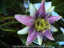 Passiflora xbelotii
