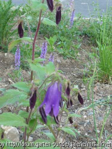 Sarastro mit Nepeta und Sesleria