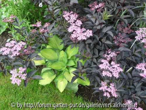 Black Beauty mit Hosta
