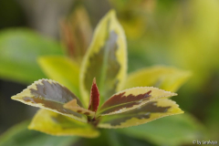 austrieb sasanqua variegata13