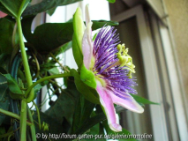 Passiflora xbelotii 2