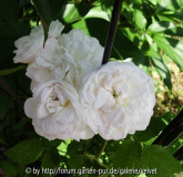 Mme Plantier