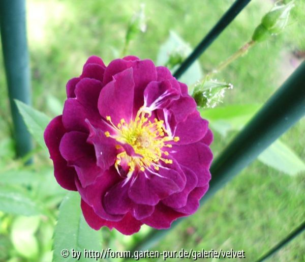 Violetta